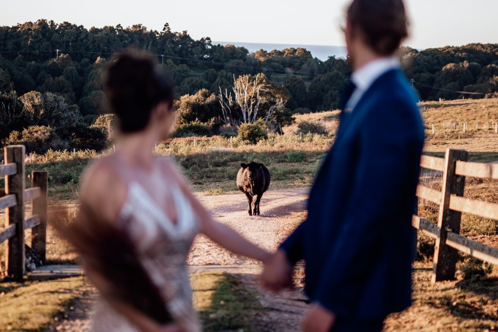 Newly married couple and a cow