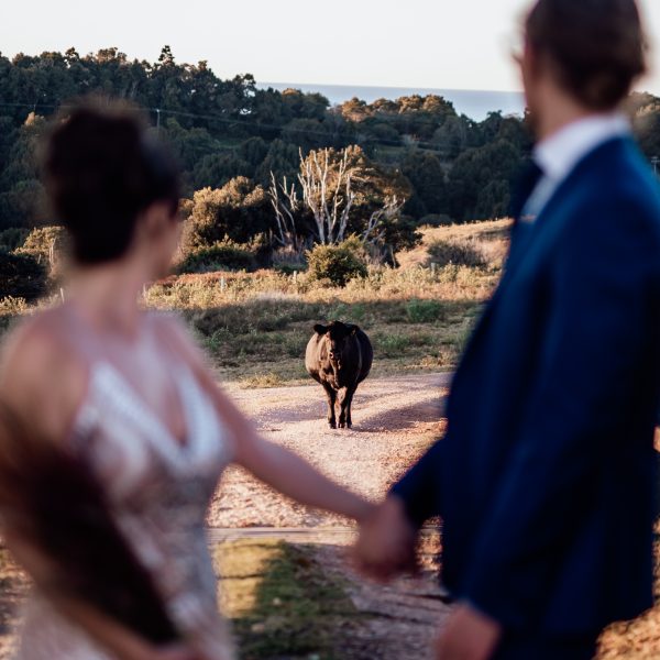 Newly married couple and a cow