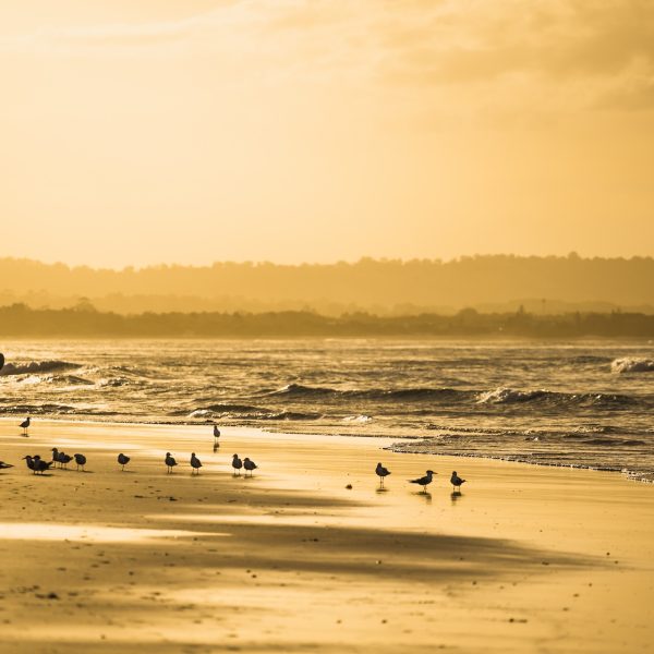 Surfer at sunset, Byron Bay